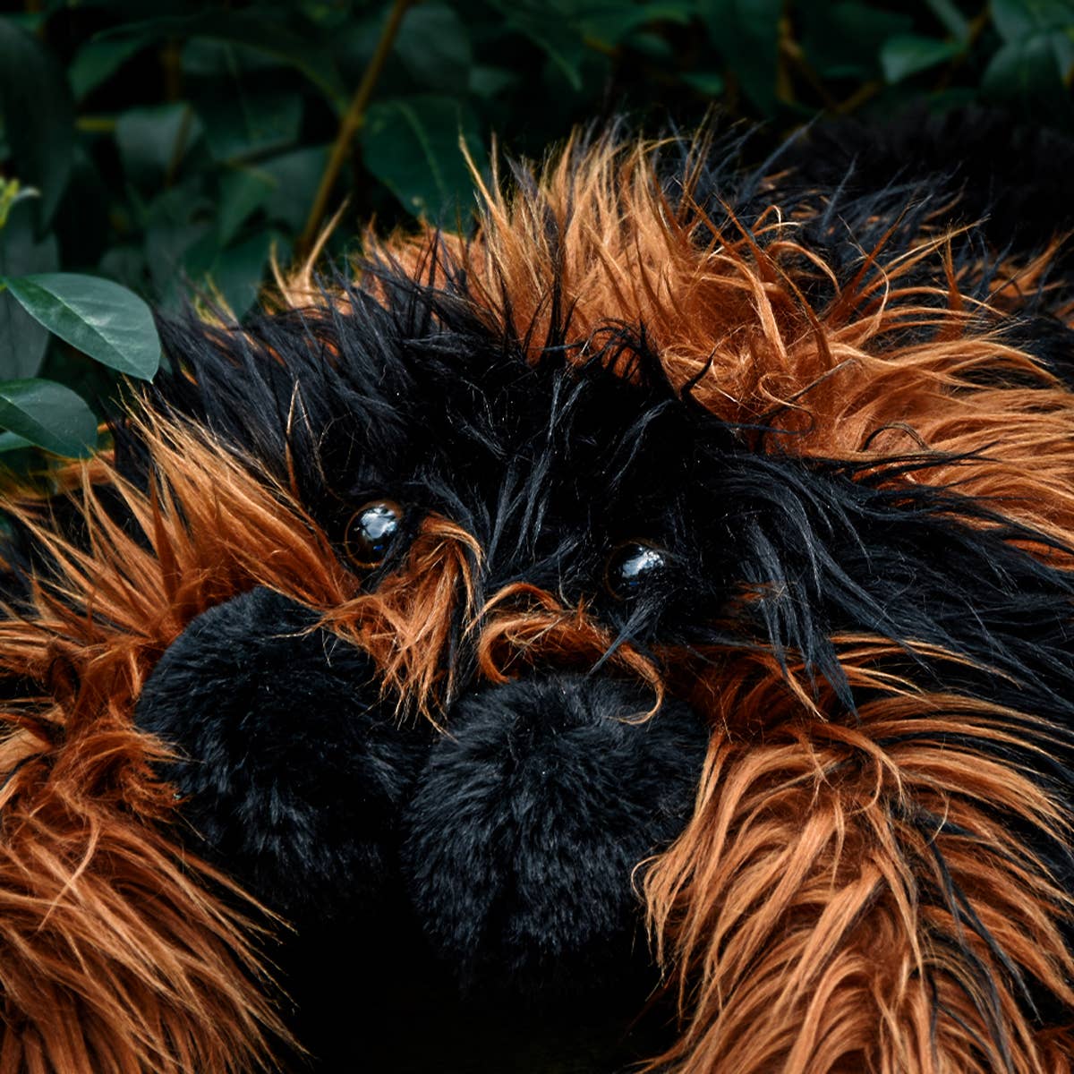 Giant Tarantula