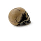 Lapillus Worry Skull Ornament