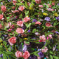 Flower garland. Random colour sent or WhatsApp me for your preference