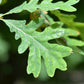 Precious Little Oak leaf Necklace